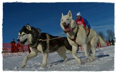 Auf Skiern mit zwei Hunden