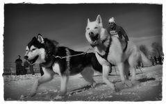 Auf Skiern mit zwei Hunden in s/w