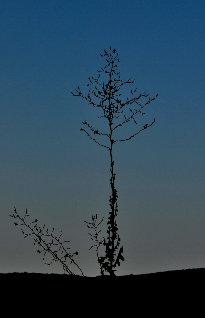 Auf Sommerdächern vor Anbruch der Nacht - Provence 2013