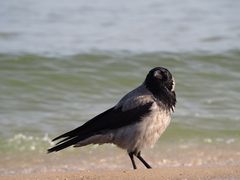 auf Sommerfrische - Rabenkur