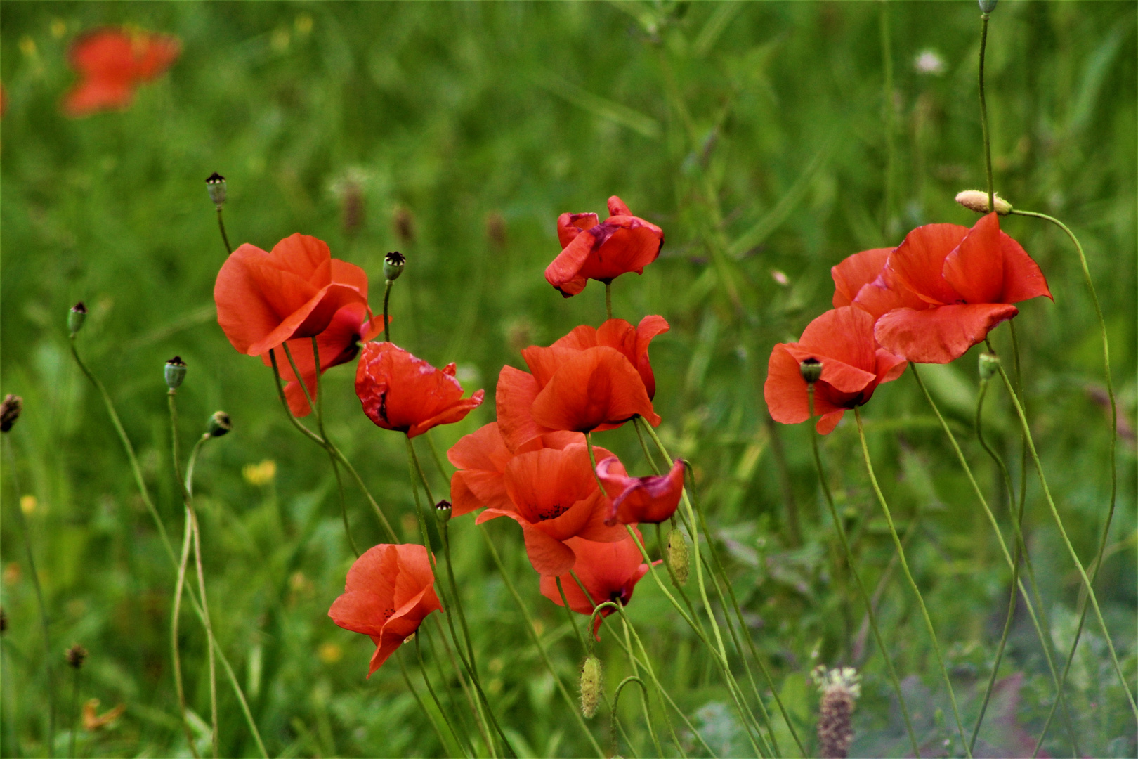 auf Sommerwiesen tummelt sich der Mohn