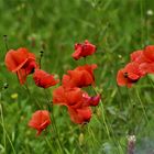 auf Sommerwiesen tummelt sich der Mohn