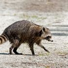 Auf spitzen Pfoten.. " Mensch,  ist das heiß hier..." Waschbär (Procyon lotor), wildlife!