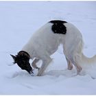 Auf Spurensuche im Schneegestöber