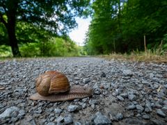 Auf steinigem Weg