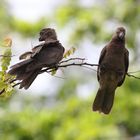 Auf Stippvisite im Hotelgarten