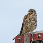 Auf Stippvisite war der junge Turmfalke in . . .