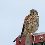 Auf Stippvisite war der junge Turmfalke in . . .