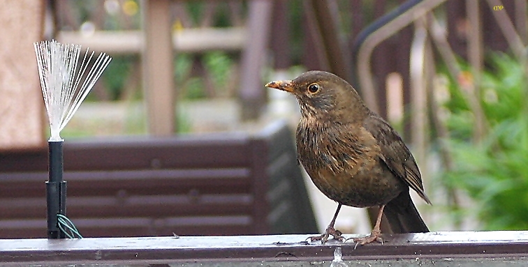 auf Stipvisite auf der Terrasse