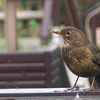 auf Stipvisite auf der Terrasse