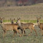 Auf Störche gezielt, Rehe getroffen