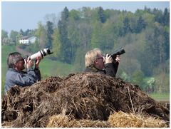 auf Storchenjagd