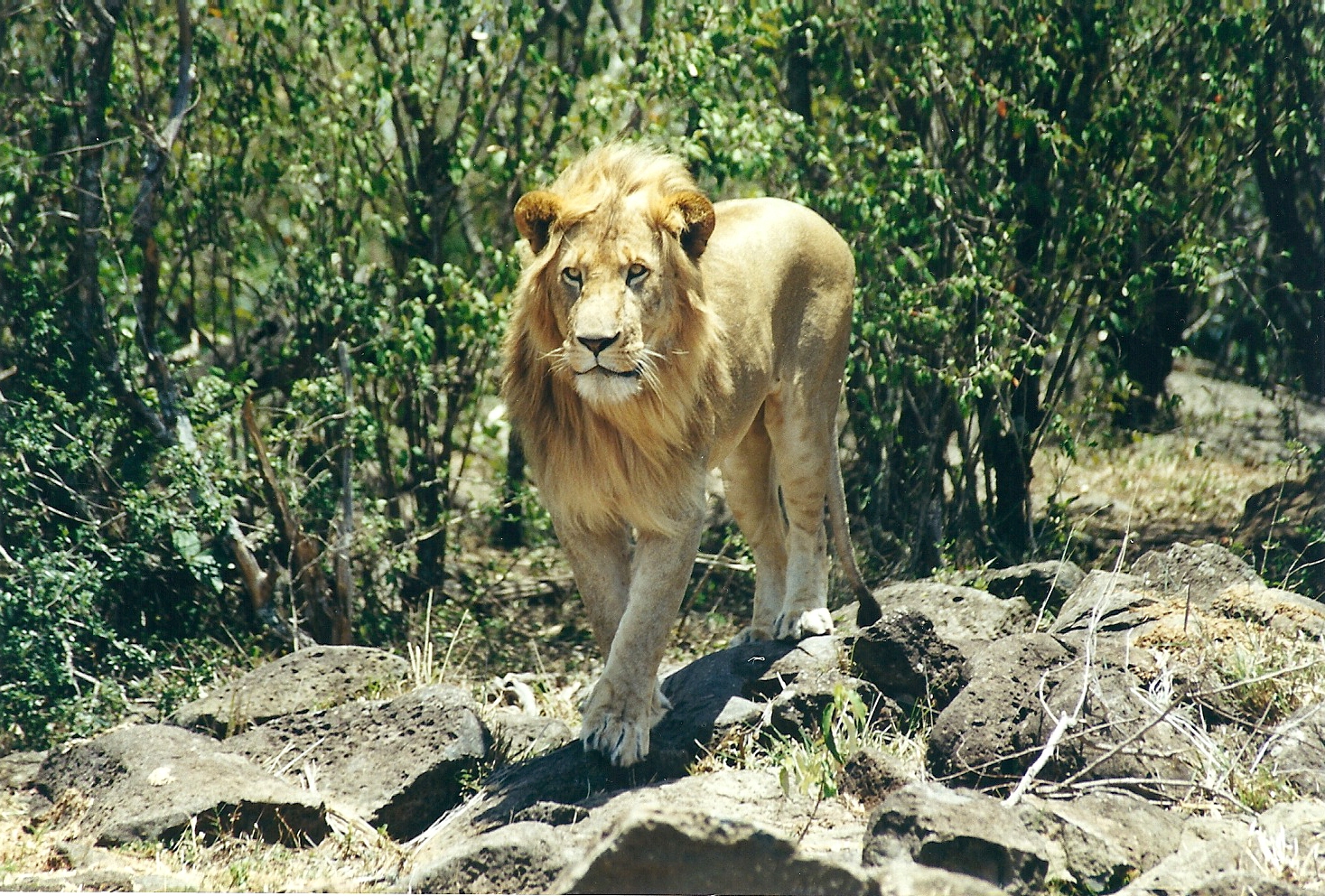 Auf Suche !!! Masai Mara,Kenia