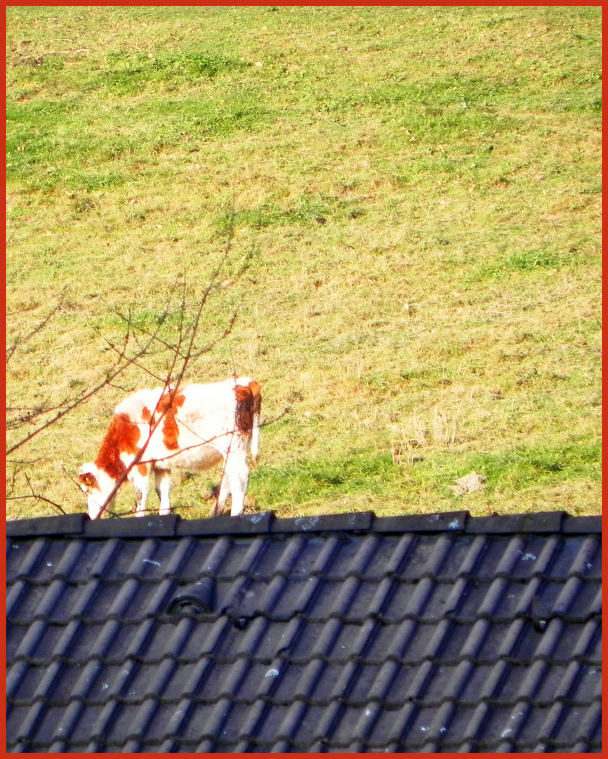 auf Suche nach watt Grünes