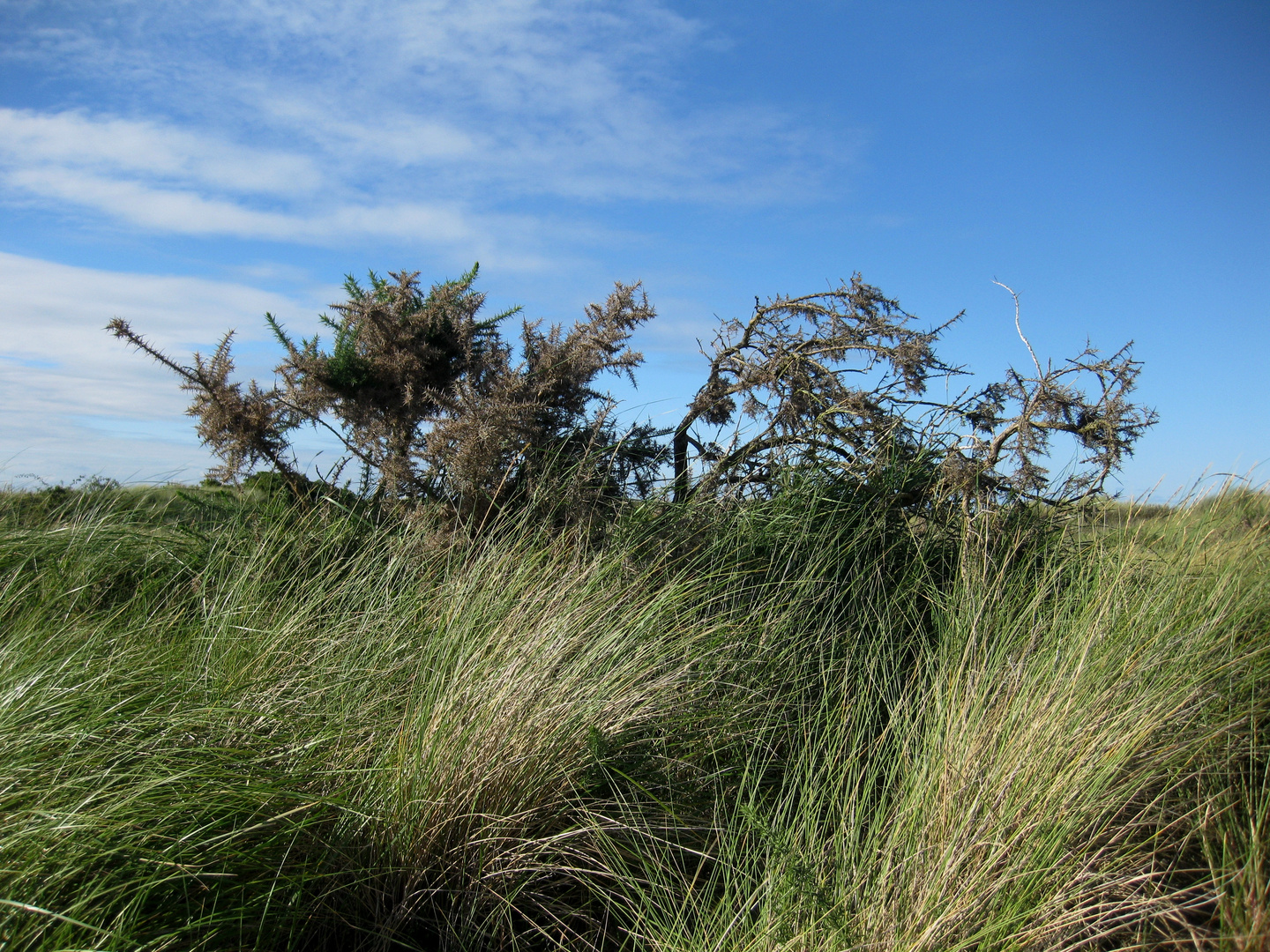 Auf Sylt