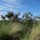 Auf Sylt