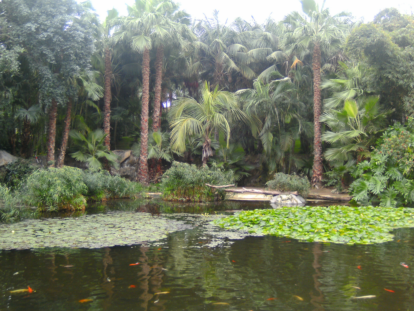 Auf teneriffa im Loro Parque