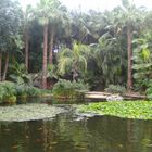 Auf teneriffa im Loro Parque