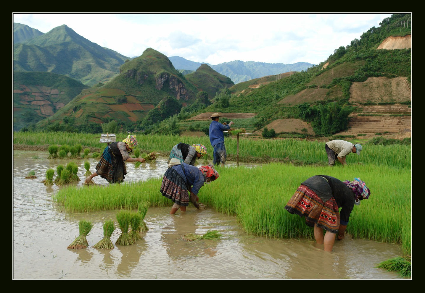 Auf Terrassenfelder-Vietnam