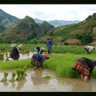 Auf Terrassenfelder-Vietnam