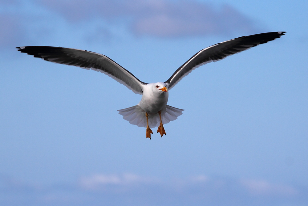 Auf Texel