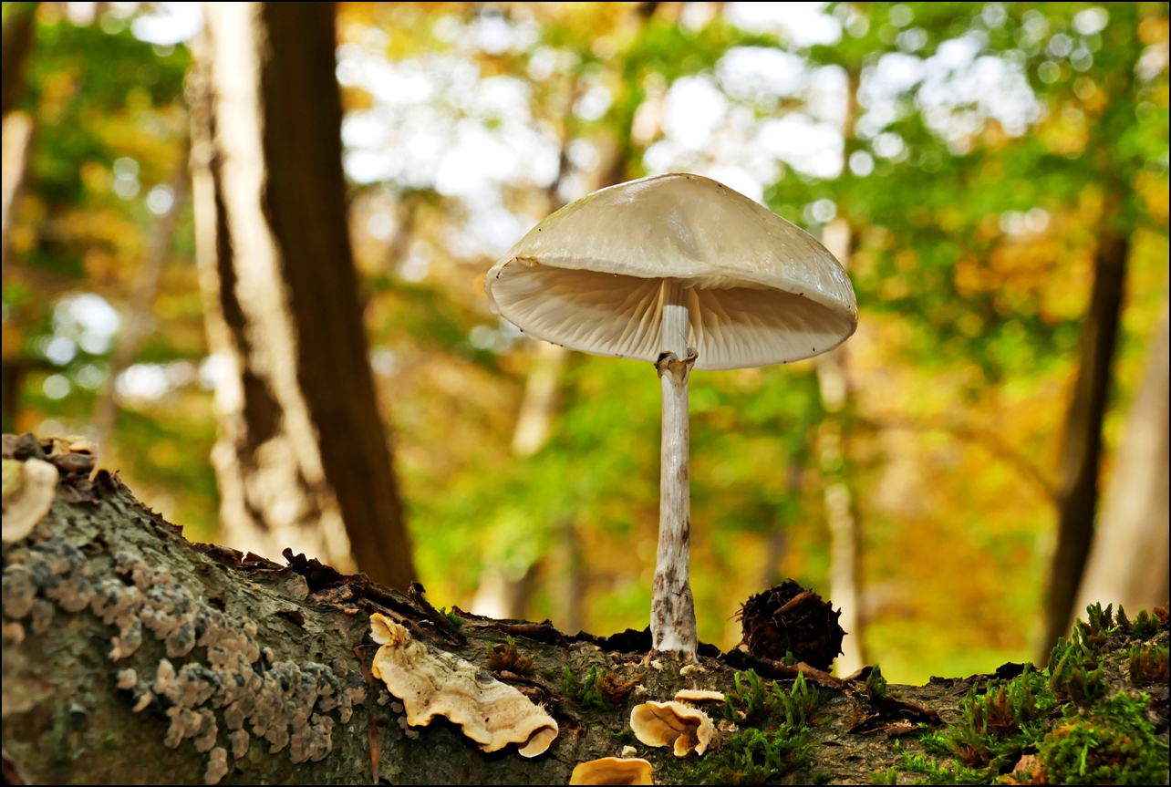 Auf totem Holz