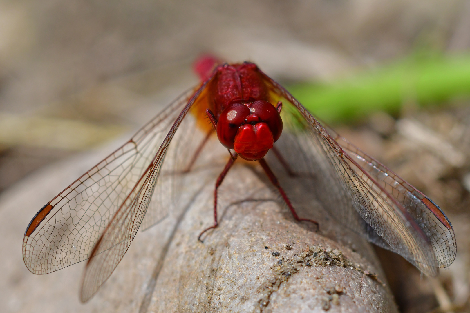 Auf Tuchfühlung - Feuerlibelle (Crocothemis erythraea)