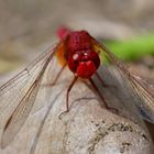 Auf Tuchfühlung - Feuerlibelle (Crocothemis erythraea)