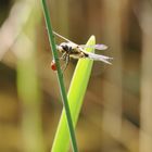 Auf Tuchfühlung - Marienkäfer trifft auf Großlibelle