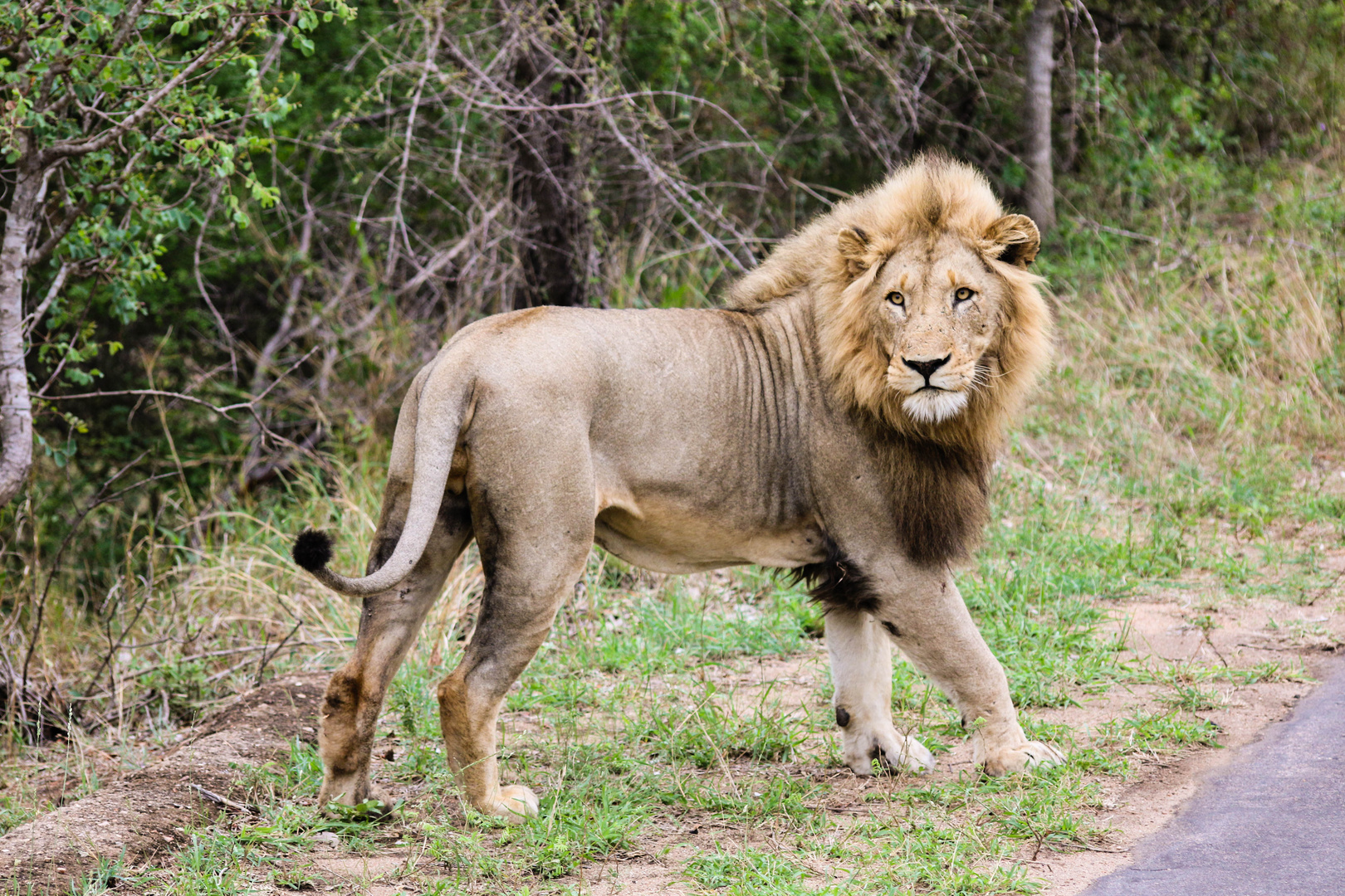 auf Tuchfühlung mit dem König