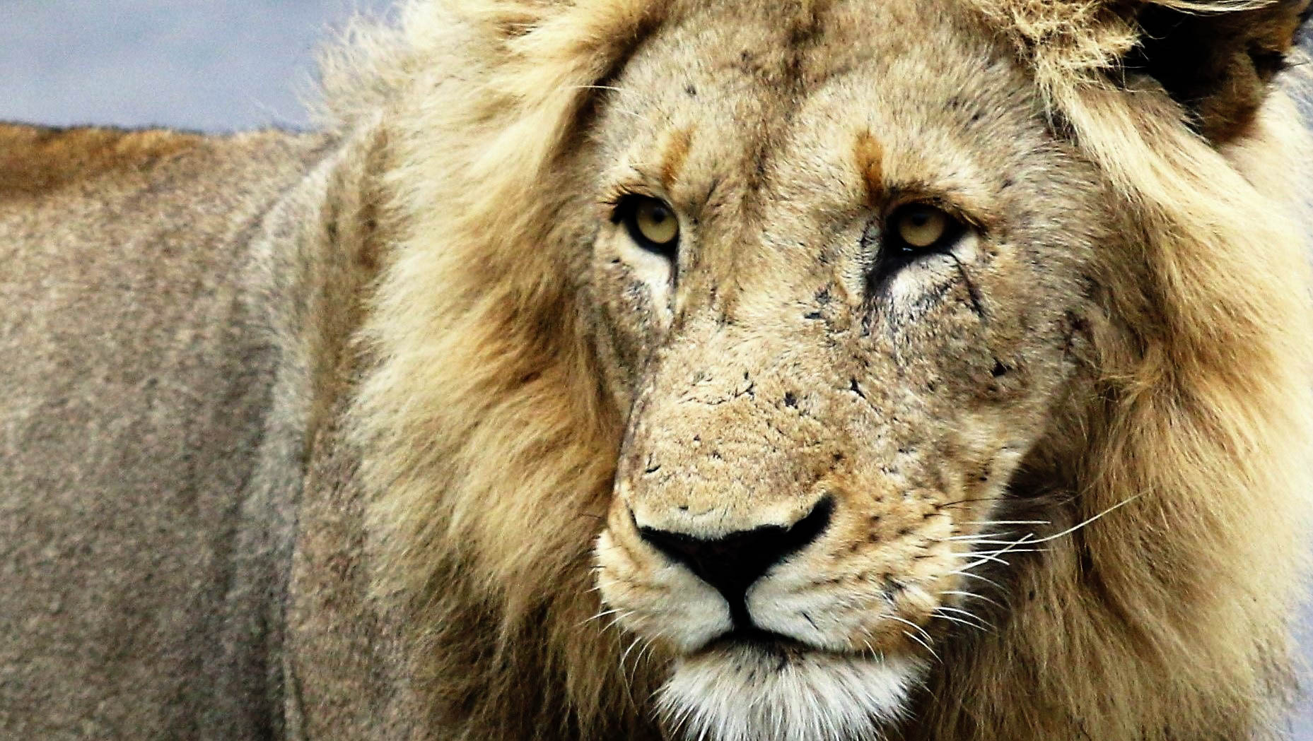 auf Tuchfühlung mit dem König der Tiere