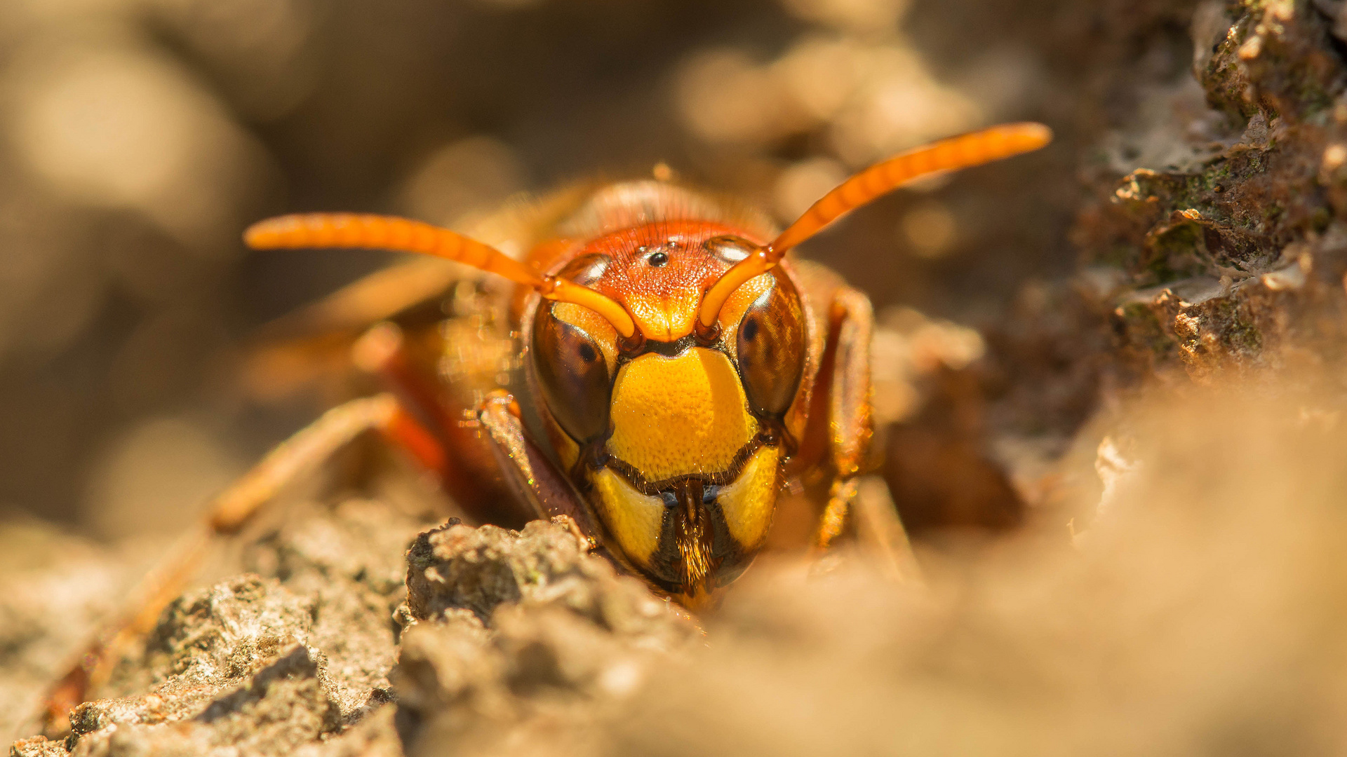 auf Tuchfühlung mit Vespa crabro