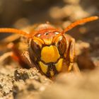 auf Tuchfühlung mit Vespa crabro