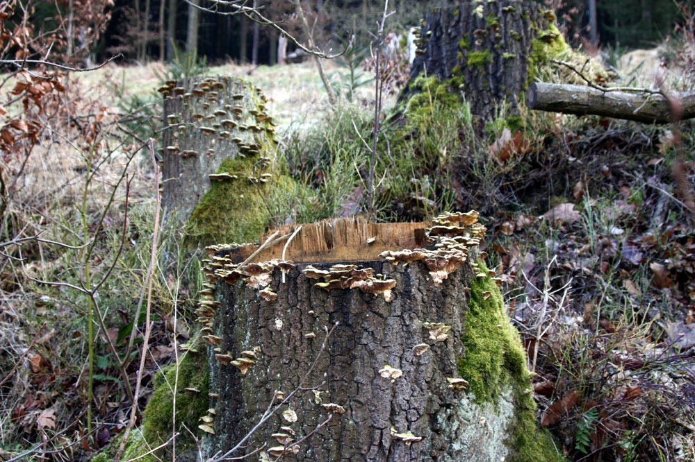 auf über 20 Baumstöcken in einer Rodung wachsen sie wie wild