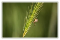 auf und ab am Korn