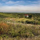 Auf und ab, durch die Weinberge