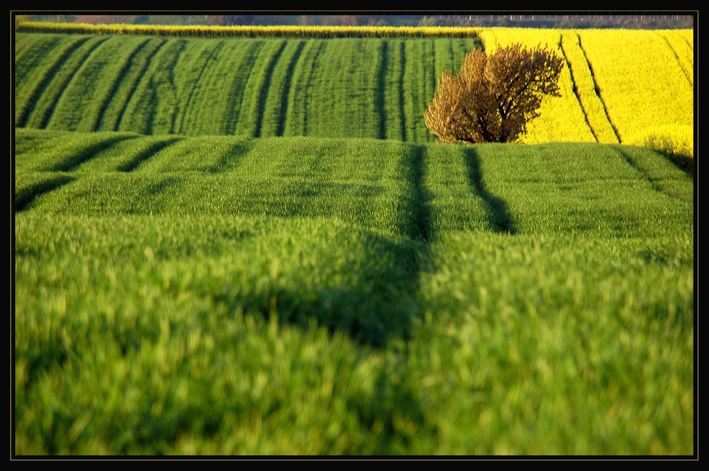 Auf und Ab in grün-gelb