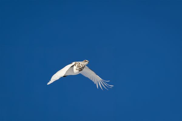 "Auf und Davon......."