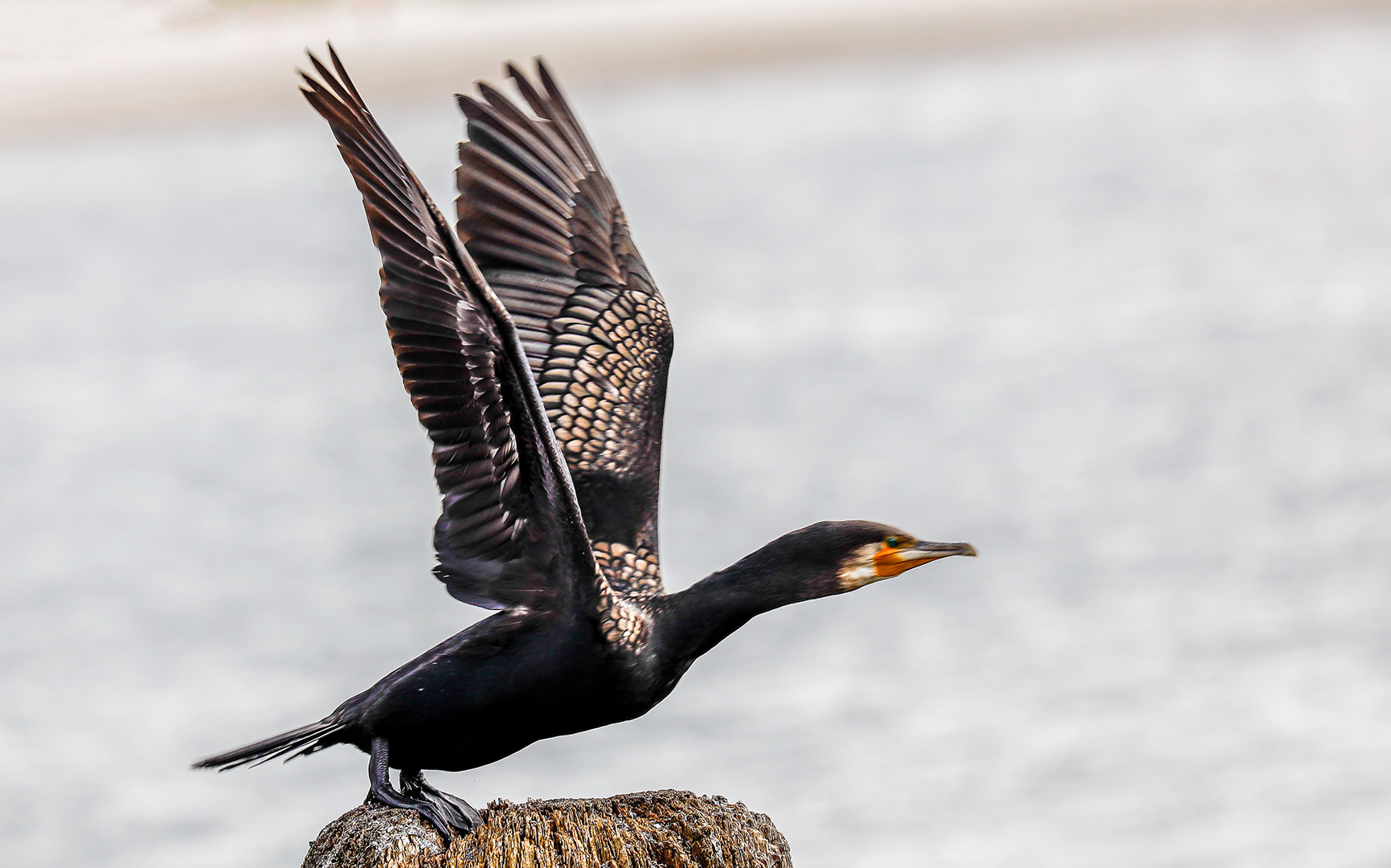 Auf und davon Foto & Bild tiere, wildlife, wild lebende vögel Bilder