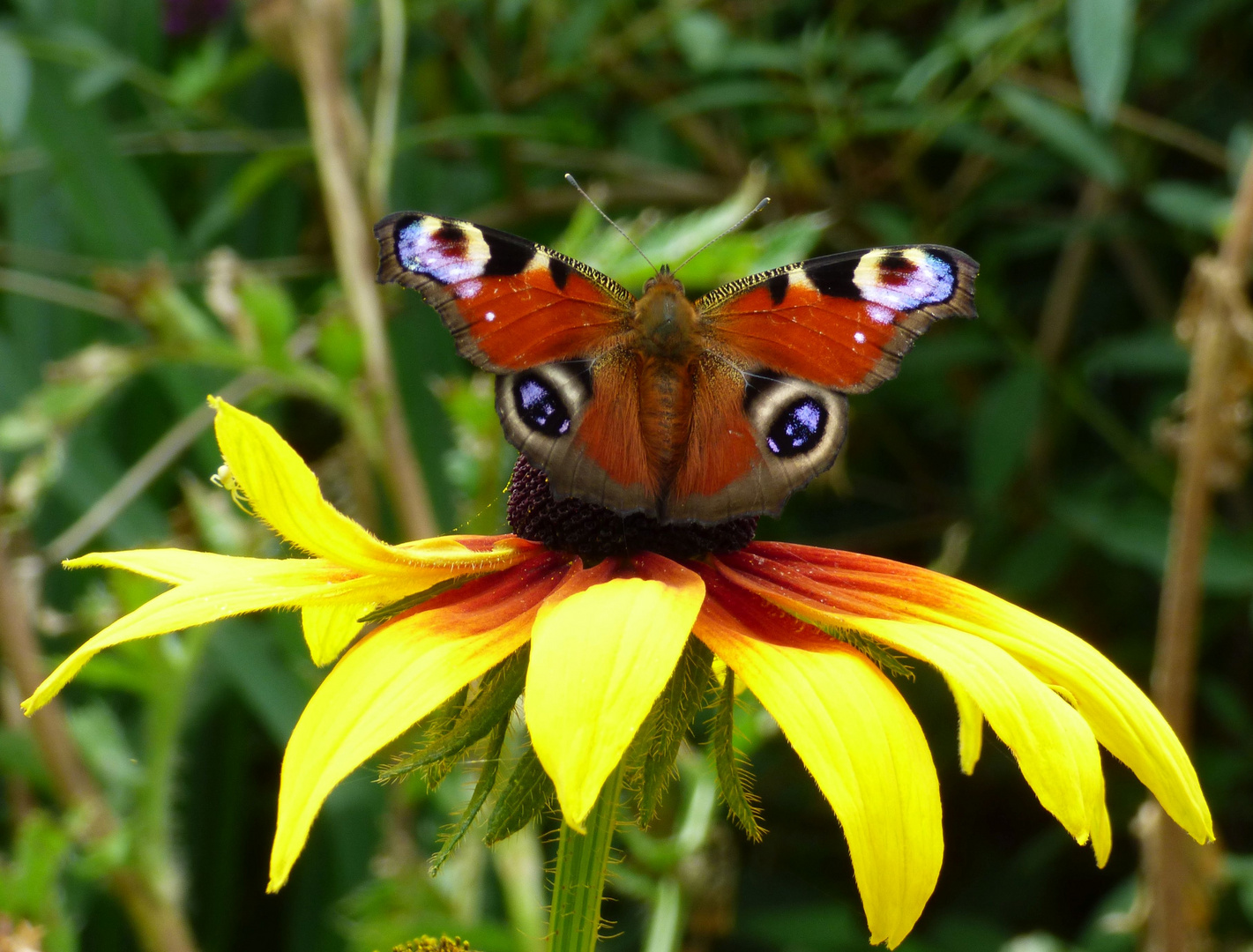 auf und davon, der Pfauenauge startet von einer Blüte