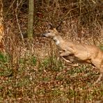 "Auf und davon .... " Dokubild