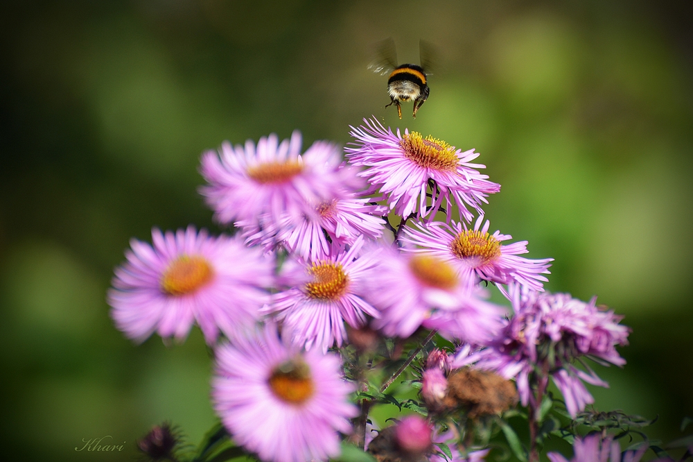 Auf und davon, sagte die Hummel