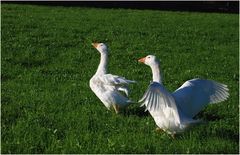 Auf und der Gans nach