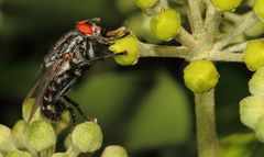 "Auf und nieder ......." oder der Stehimbiss der Fliege.