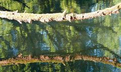 Auf und über dem Wasser