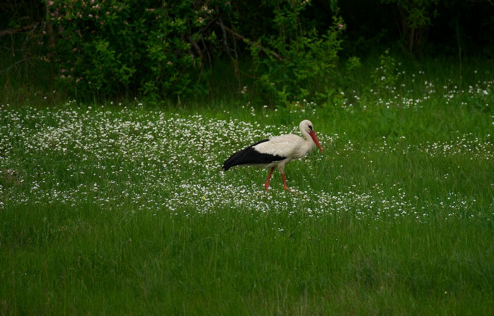 Auf unser Wiese gehet was….