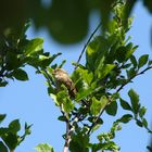 Auf unserem Apfelbaum