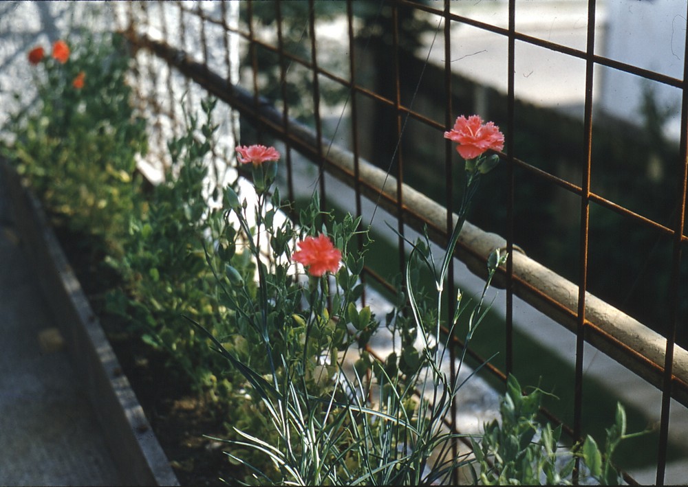 Auf unserem Balkon