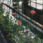 Auf unserem Balkon