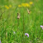 Auf unserer Feld - Blumen - Wiese 1)